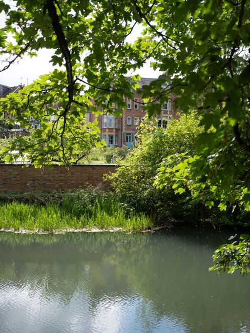 A tranquil pond scene framed by overhanging green maple tree branches with fresh, bright leaves, casting dappled shade over the water. The pond has a calm surface with gentle ripples and reflections o
