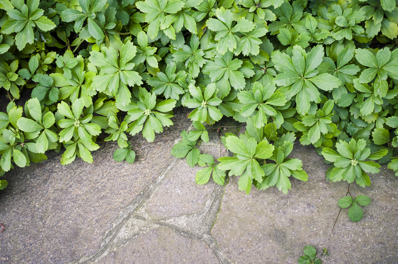 hedge trimming garden